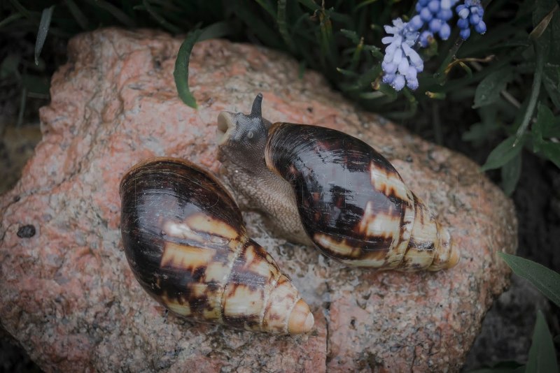 Archachatina marginata Eduardi