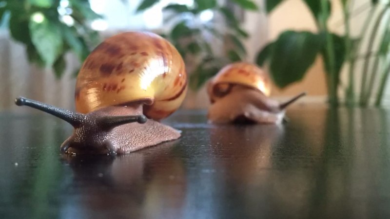 Archachatina marginata Ovum