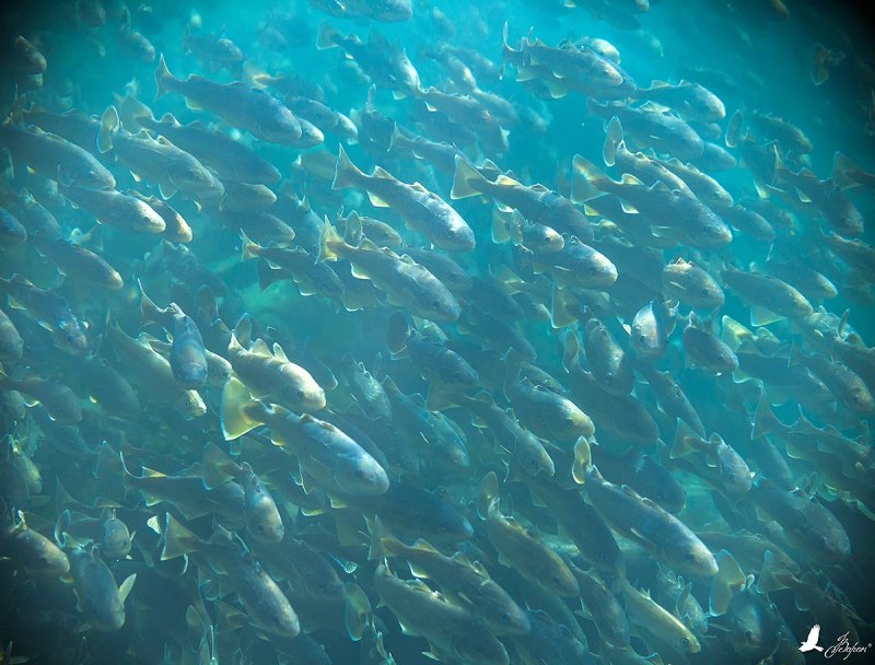 Рыбы Охотского моря