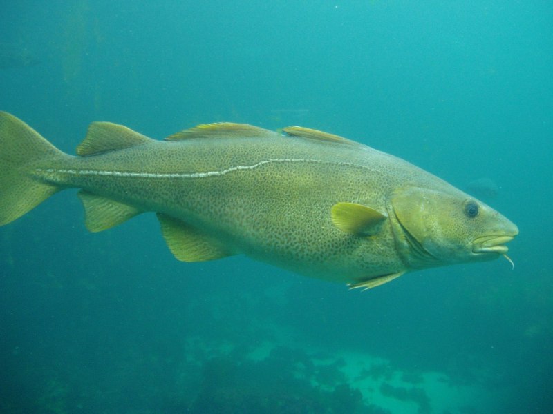 Solano Codfish