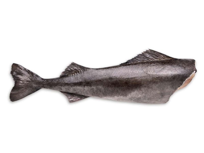 Black Cod рыба