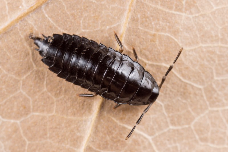 Жук Nicrophorus