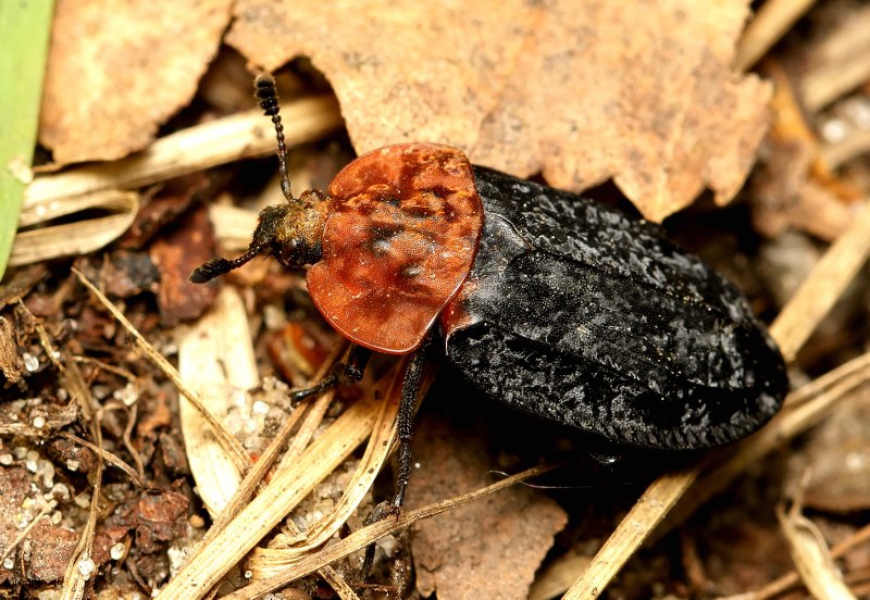 Oiceoptoma thoracicum