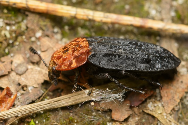 Oiceoptoma thoracicum