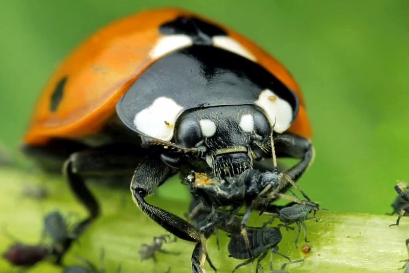 Жук мертвоед Nicrophorus