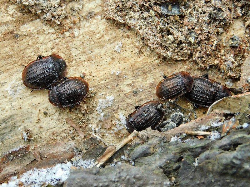 Silpha Obscura Жук
