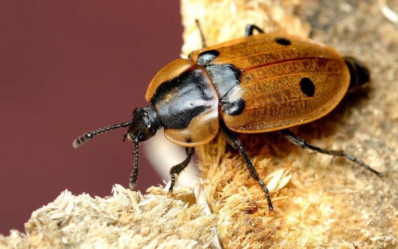 Жук мертвоед Silphidae