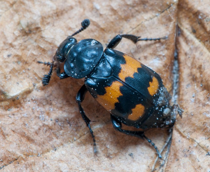 Nicrophorus vespillo