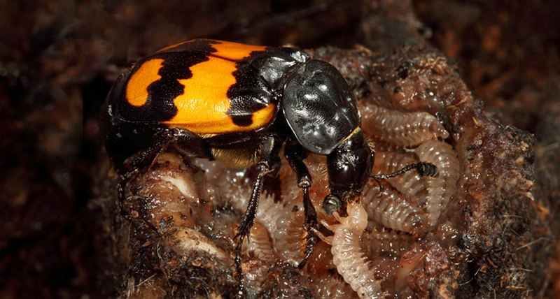Silpha Obscura Жук