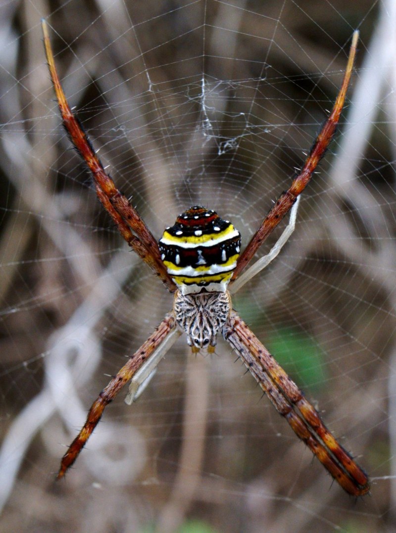Nephila Jurassica