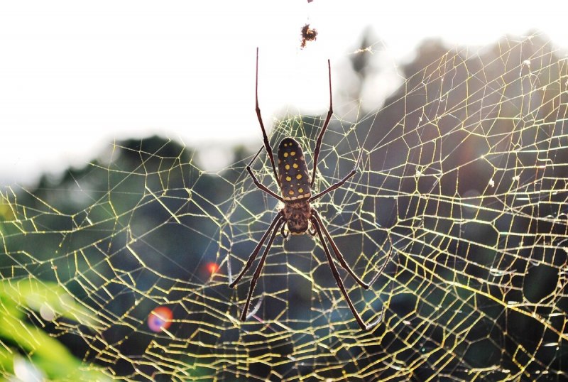 Паук золотопряд Nephila