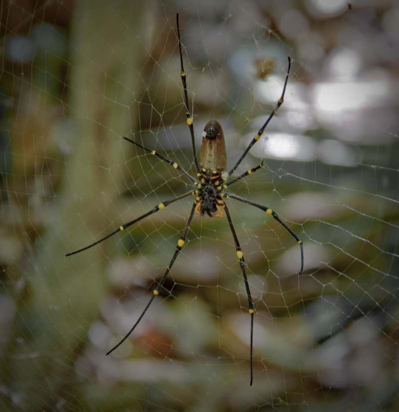 Пауки-кругопряды – Araneidae
