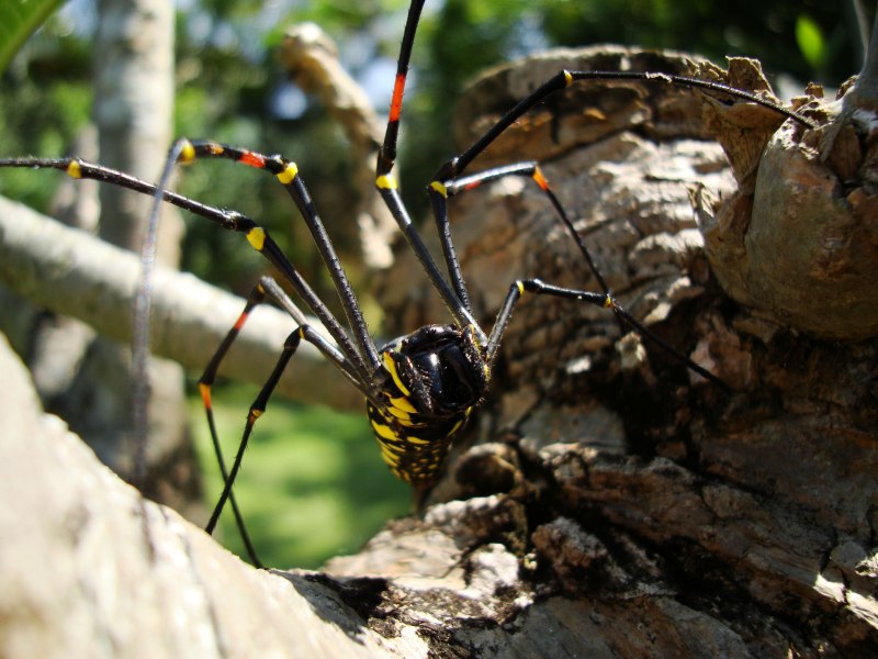 Пауки-кругопряды – Araneidae