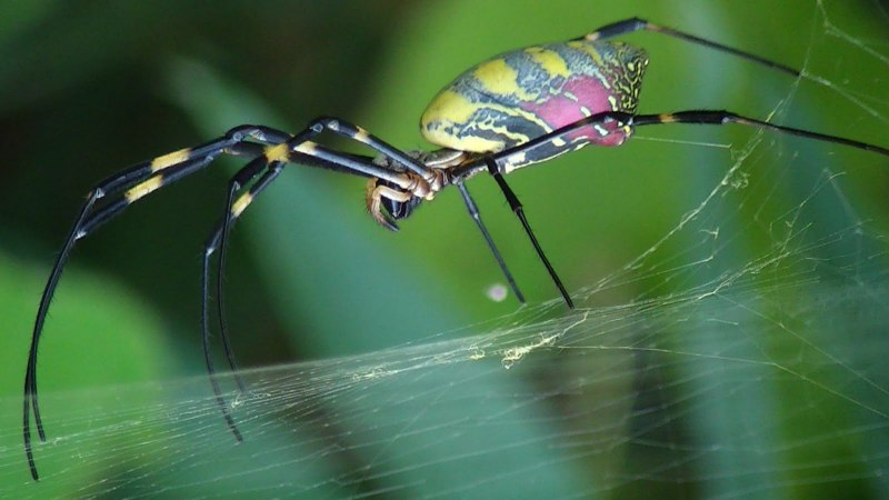 Nephila clavata
