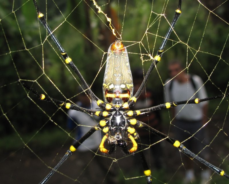 Паук золотопряд Nephila