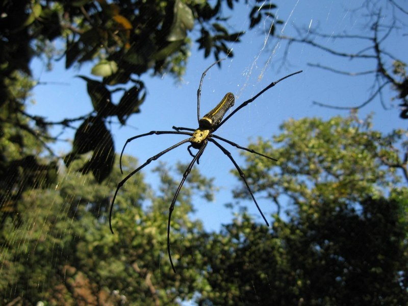Пауки Nephila clavata