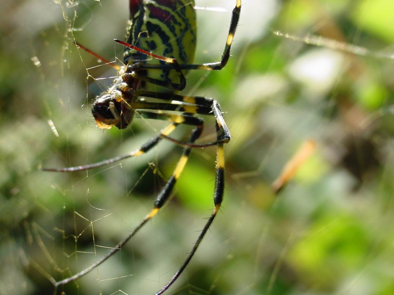 Nephila clavata