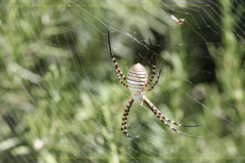 Orbweaver паук