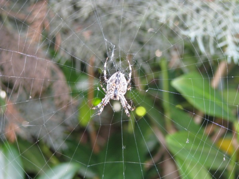Пауки-кругопряды – Araneidae