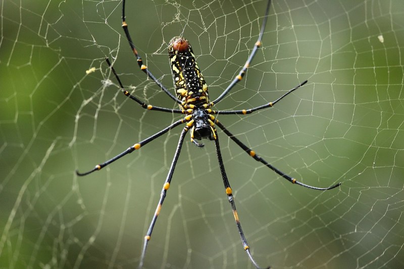 Паук Nephila pilipes