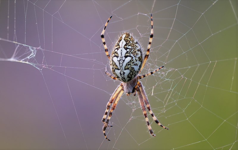 Giant crevice Weaver