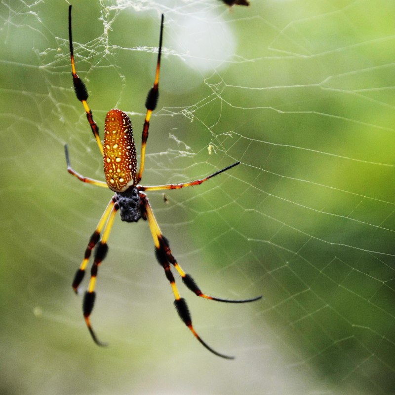 Гигантский паук золотопряд (Nephila)