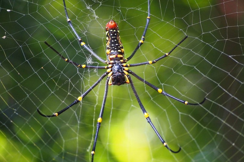 Orbweaver паук
