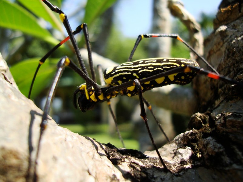Паук Aranea Diadema