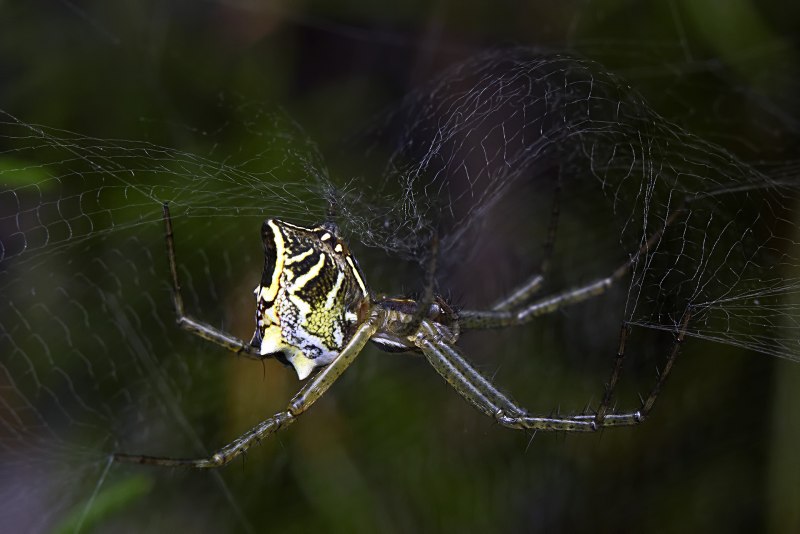 Паук золотопряд Nephila