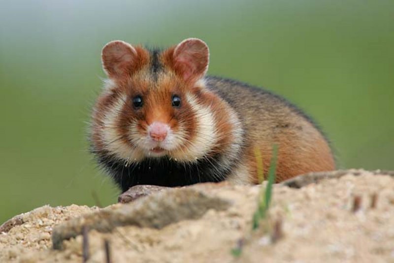Обыкновенный хомяк Cricetus Cricetus