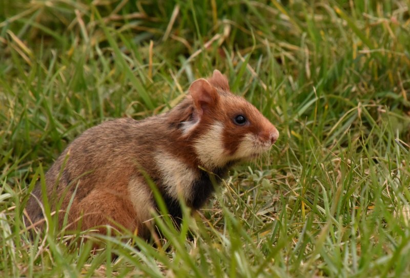 Даурский хомячок (Cricetulus Barabensis)