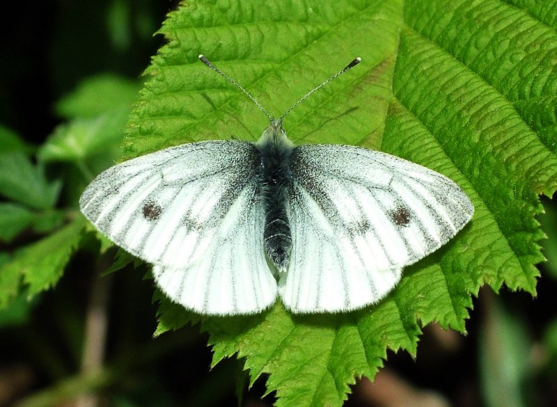 Капустница или Белянка капустная - Pieris brassicae