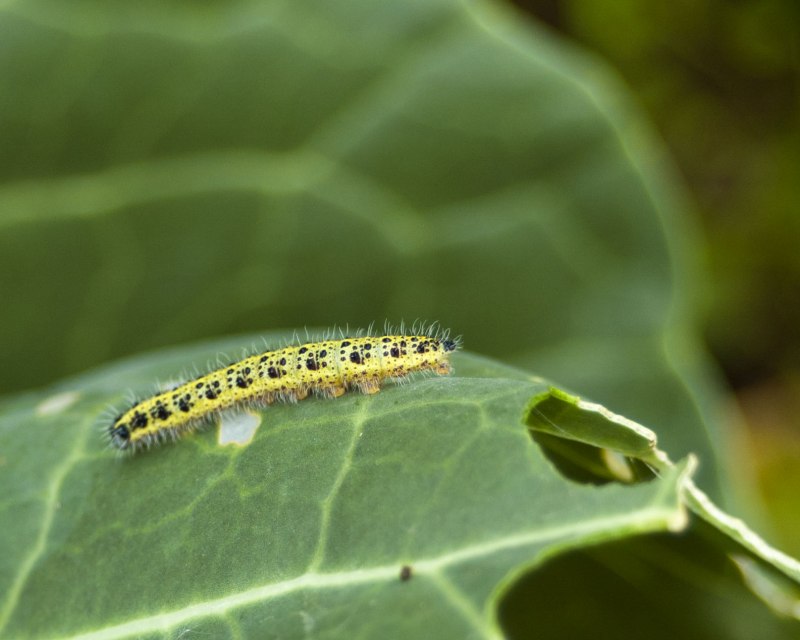 Капустная совка Mamestra brassicae