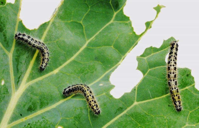 Гарпия большая (Cerura vinula), гусеница