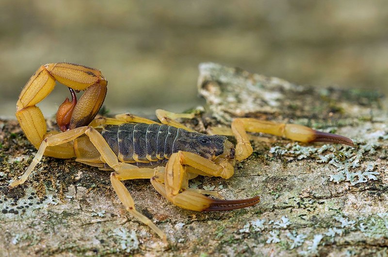 Скорпион Leiurus quinquestriatus