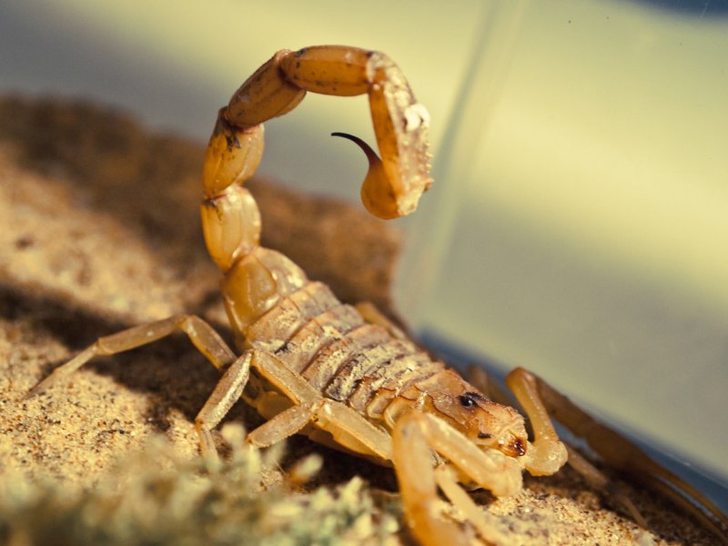 Скорпион Androctonus Australis