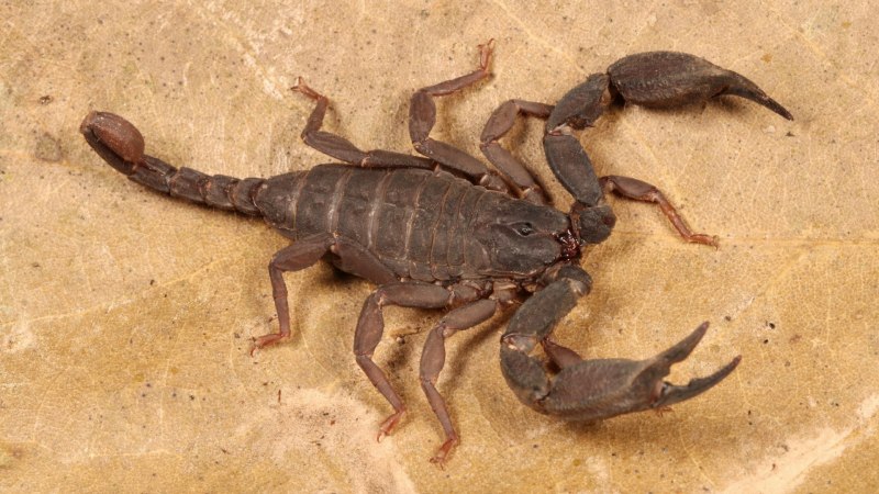 Heterometrus swammerdami Скорпион