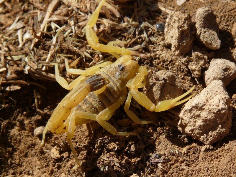 Hadrurus arizonensis