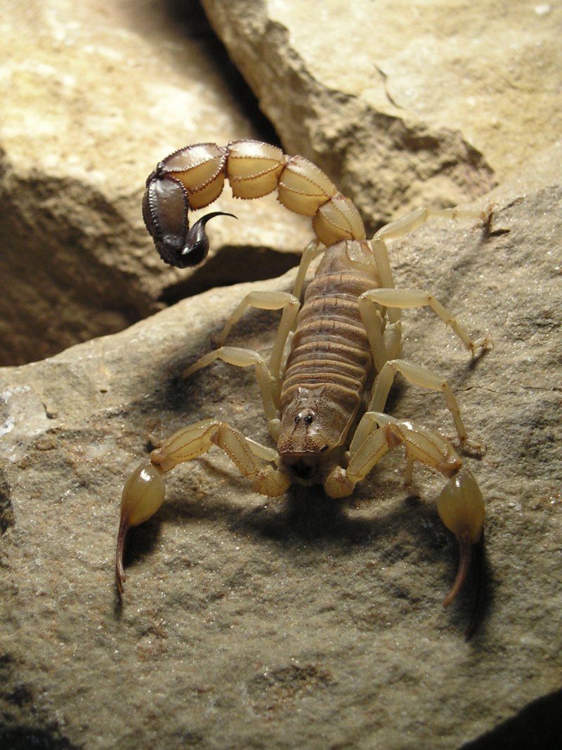 Mesobuthus eupeus