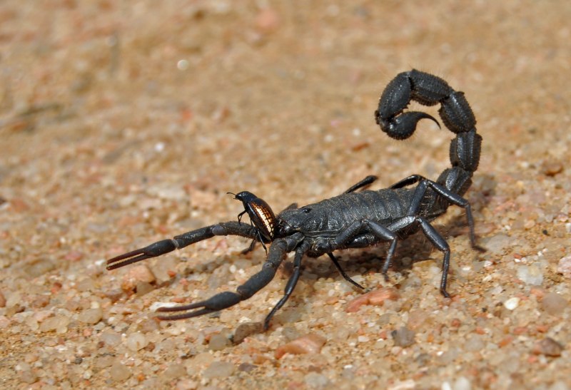 Скорпион Mesobuthus eupeus