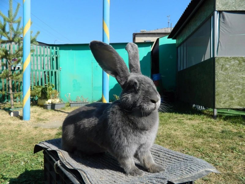 Кролик Фландр бельгийский великан
