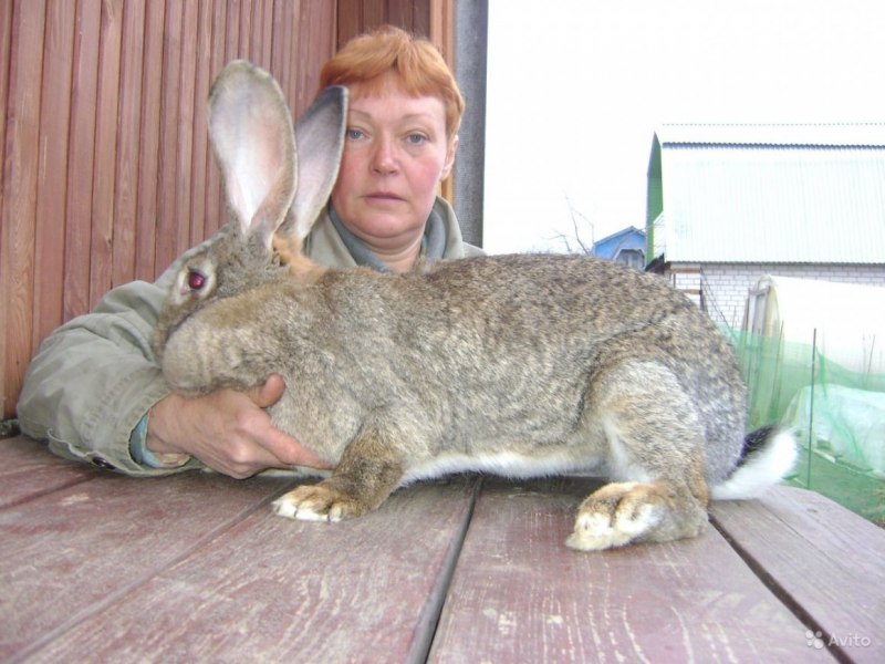 Фландрский кролик
