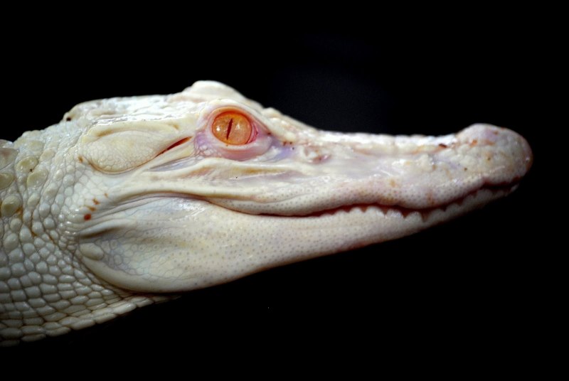Alligator mississippiensis