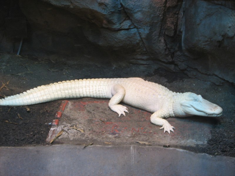 Альбино Аллигатор (Albino Alligator) 1996
