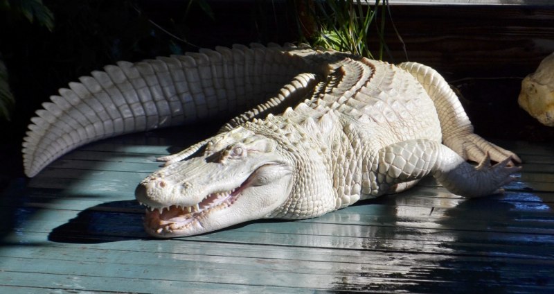 Альбино Аллигатор (Albino Alligator) 1996