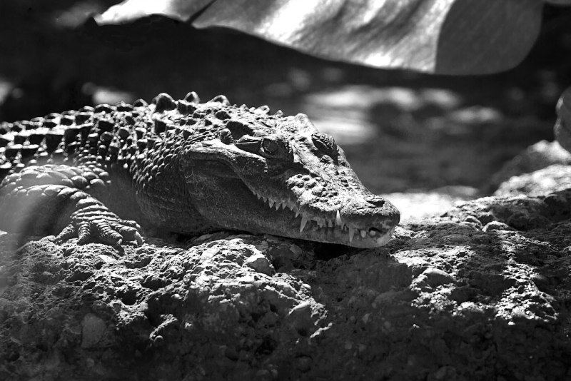 Альбино Аллигатор (Albino Alligator) 1996