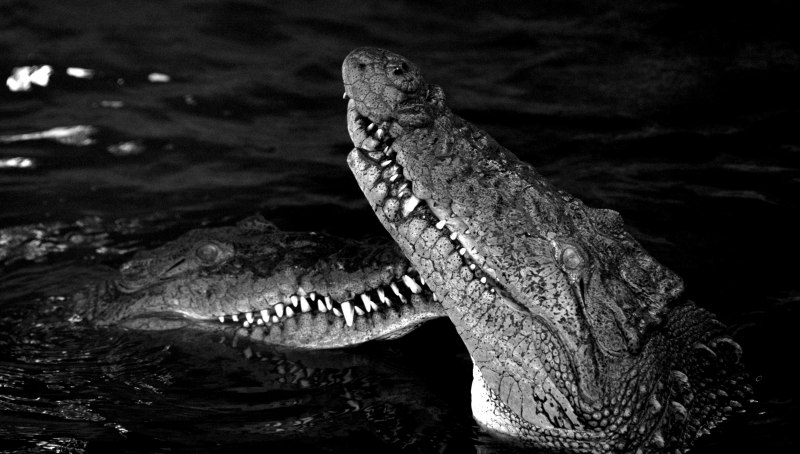 Альбино Аллигатор (Albino Alligator) 1996