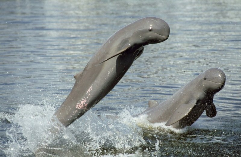 Иравадийский дельфин (68 фото)