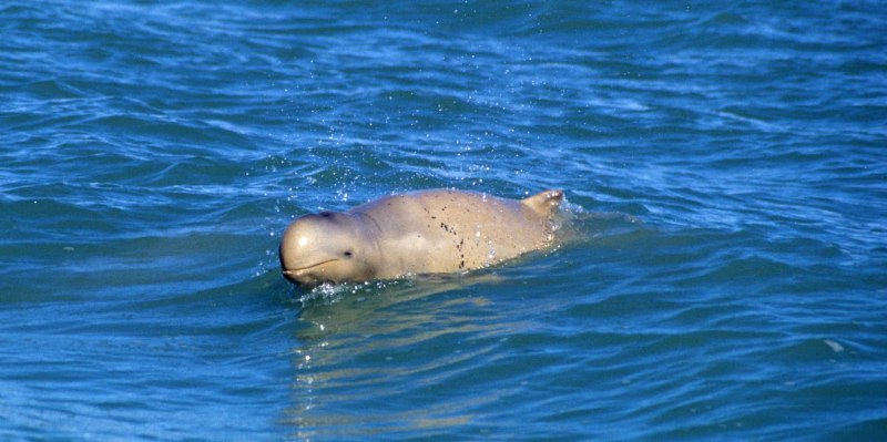 Orcaella brevistosus дельфины