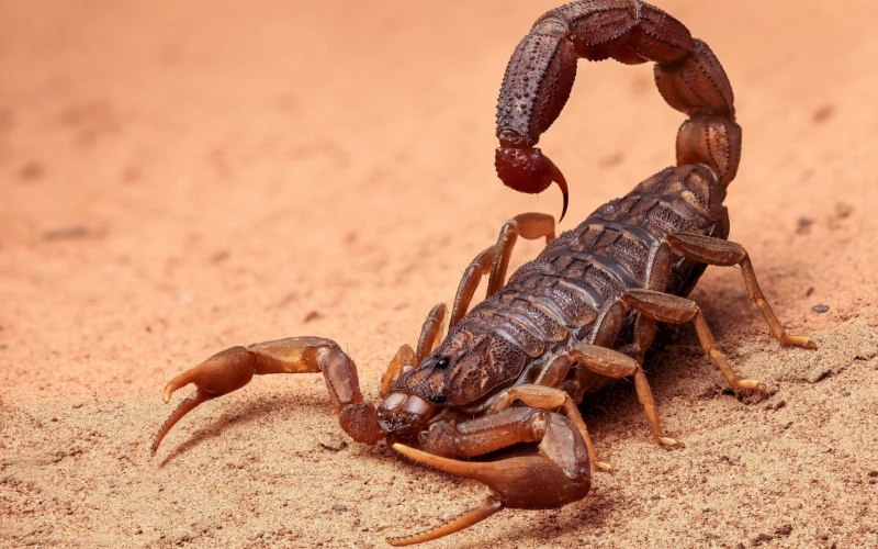 Итальянский Скорпион Euscorpius italicus